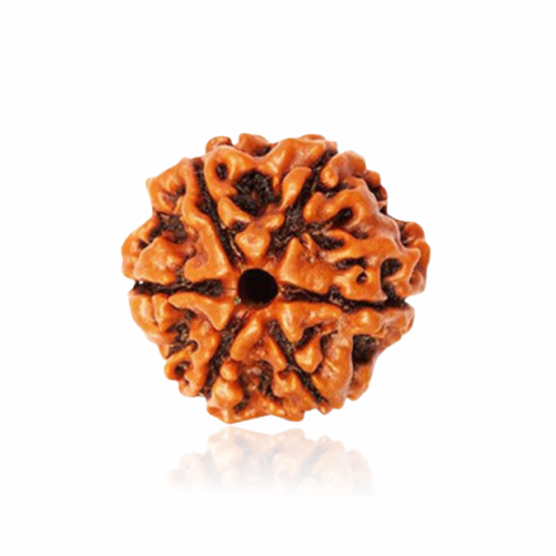 /storage/app/public/photos/41/6 mukhi.png